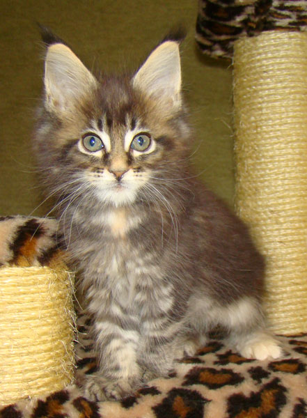     Catsvill County!   !    !       !!!    Catsvill County +7-926-544-74-09     .   ,   ,   ,    ,   ,  ,     ,   -,    ,   !